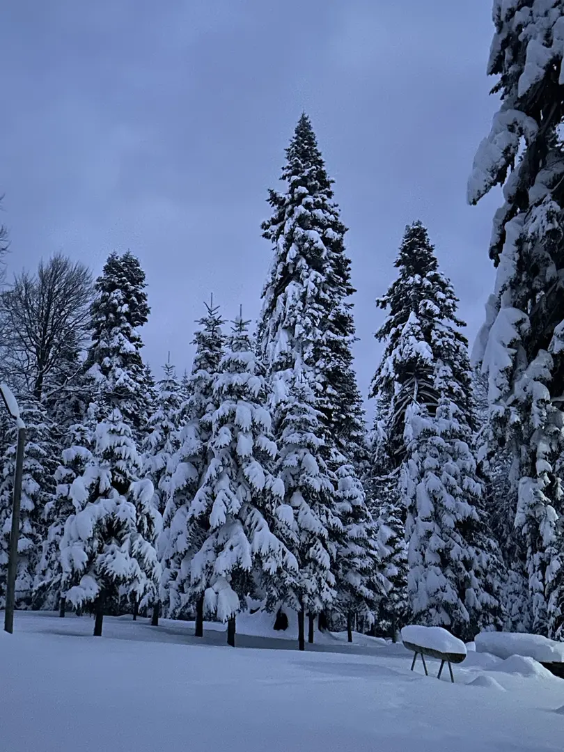 Sinekli Yaylası — Bolu — küçük resim 4