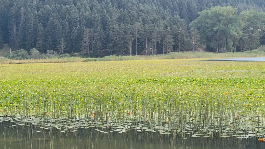 CVS Natural Park & Área de Camping de Caravanas y Tiendas — Bolu — küçük resim 4