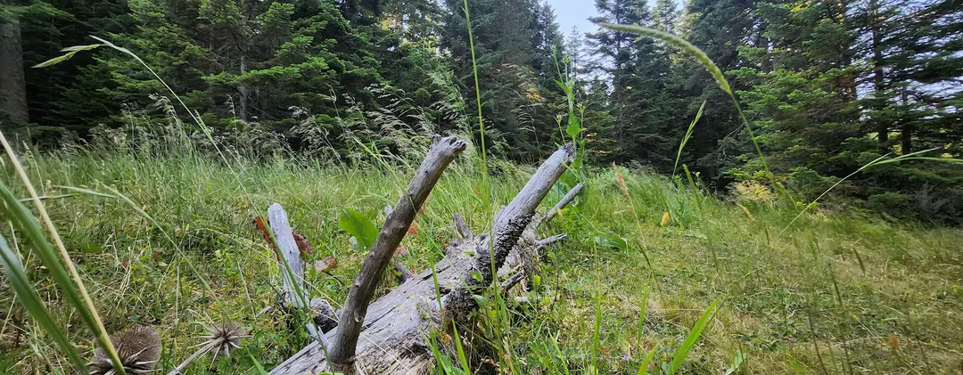 Çepni Yaylası — Bolu — küçük resim 7