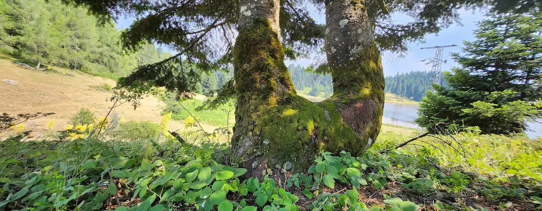 Çepni Yaylası — Bolu — küçük resim 5