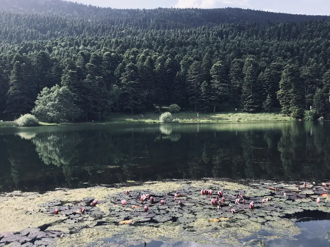 Gölcük Mesire Yeri — Bolu — küçük resim 7