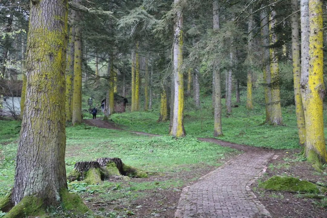 Gölcük Mesire Yeri — Bolu — küçük resim 6