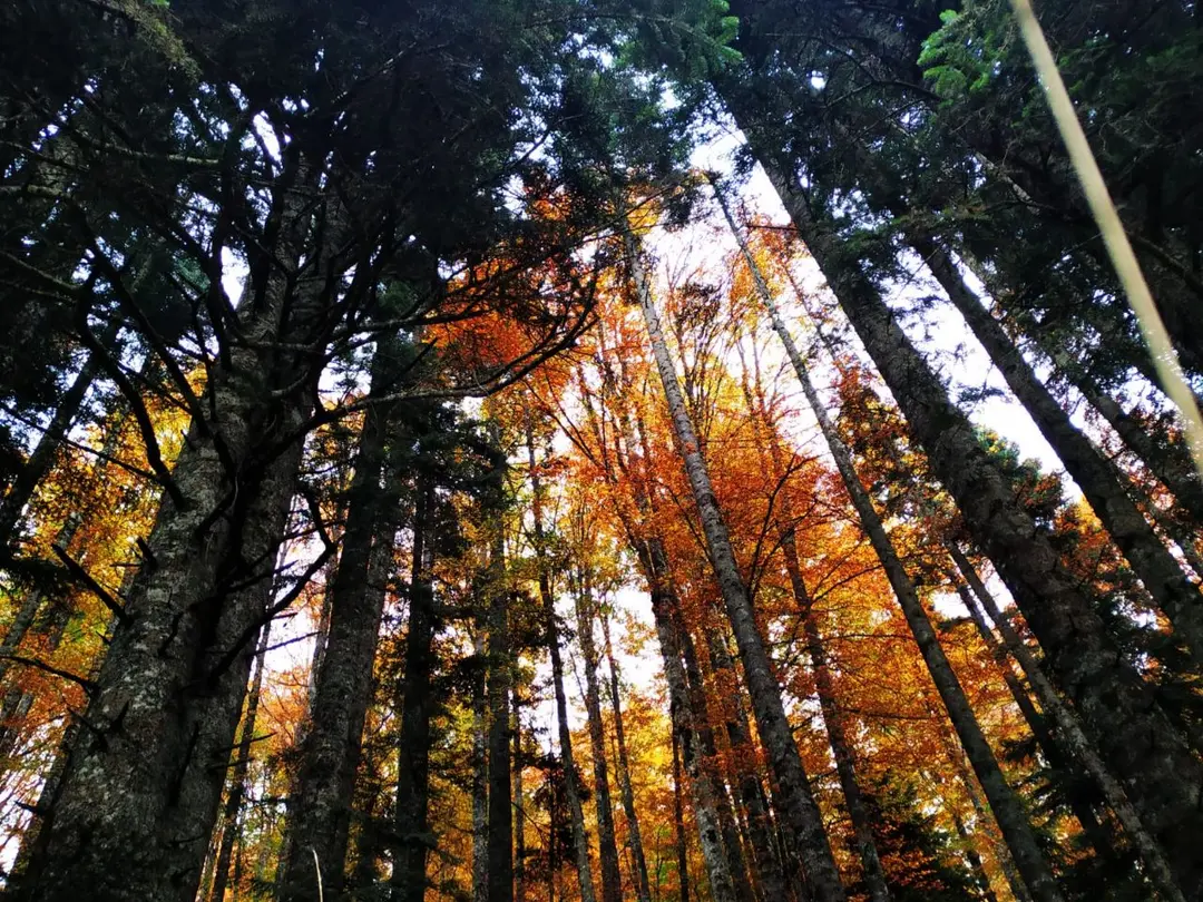 Pürenli Yaylası — Bolu — küçük resim 9