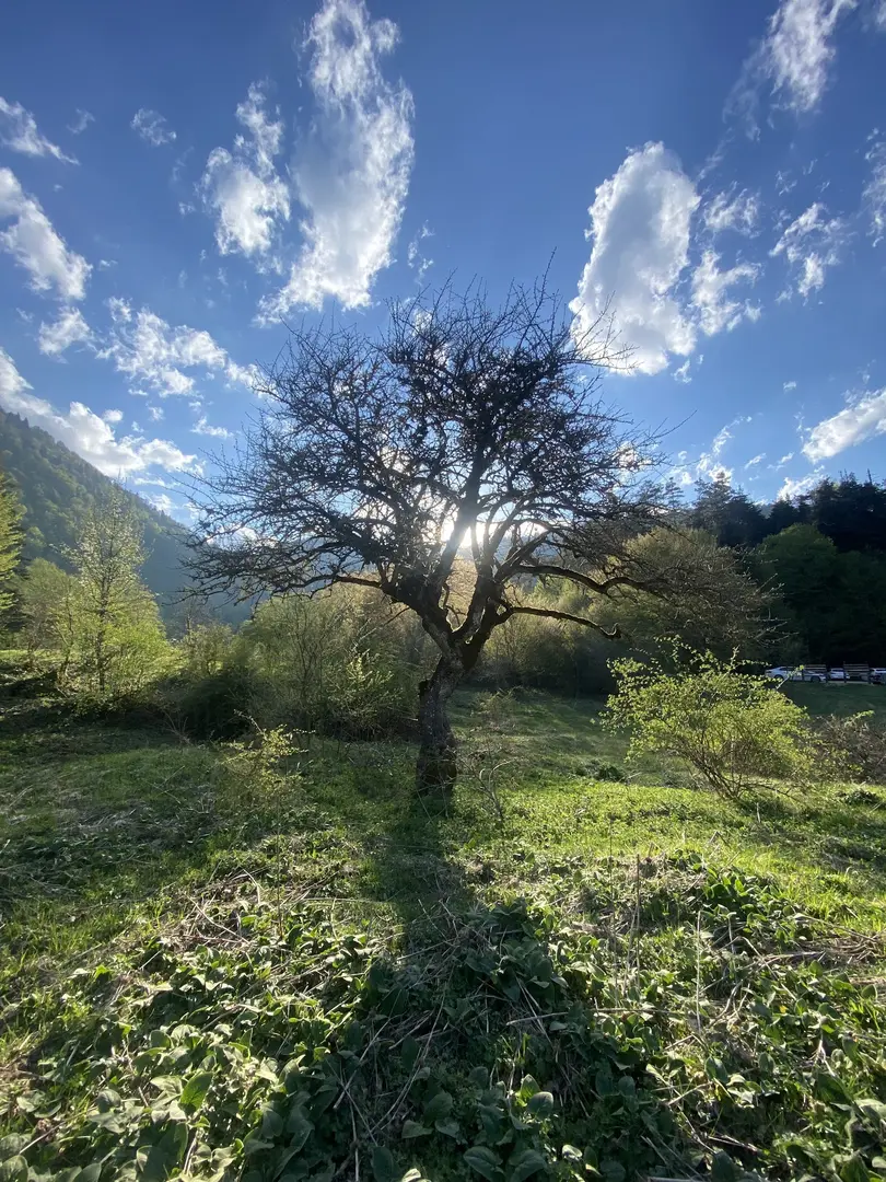 Ala Glamping — Bolu — küçük resim 9