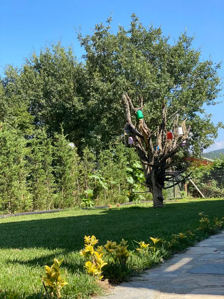 Abant Pelit — Bolu — küçük resim 6