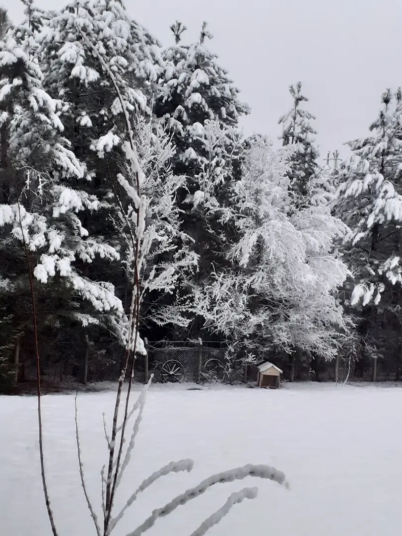 Petunya Orman Evi — Bolu — küçük resim 8