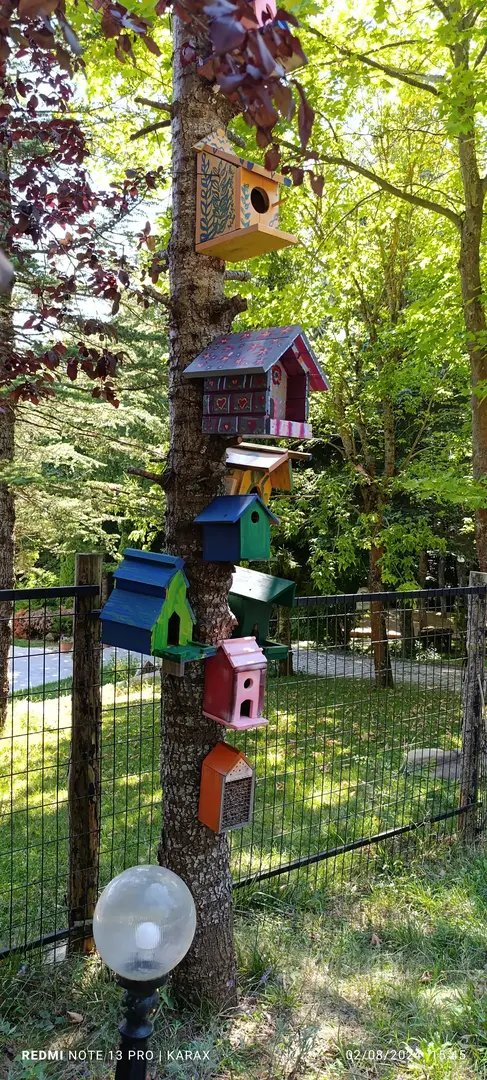 Robin Bolu — Bolu — küçük resim 5