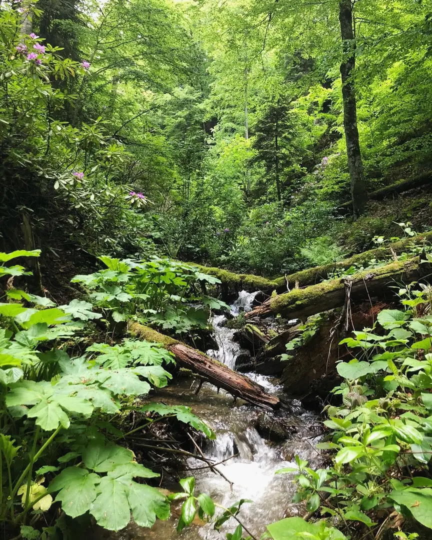 Sakintepe — Bolu — küçük resim 4