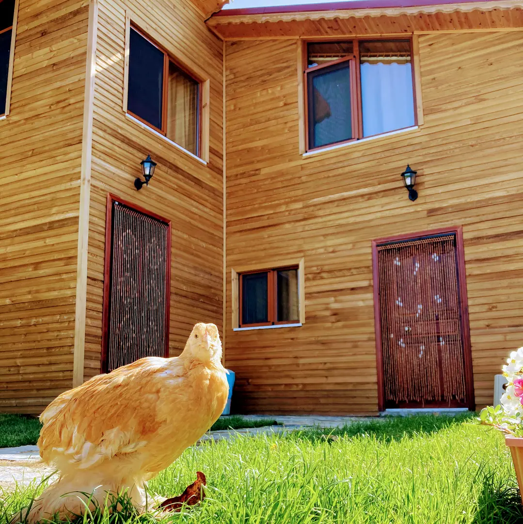 Eniște'nin Dağ Evleri (Bolu) — Bolu — küçük resim 6
