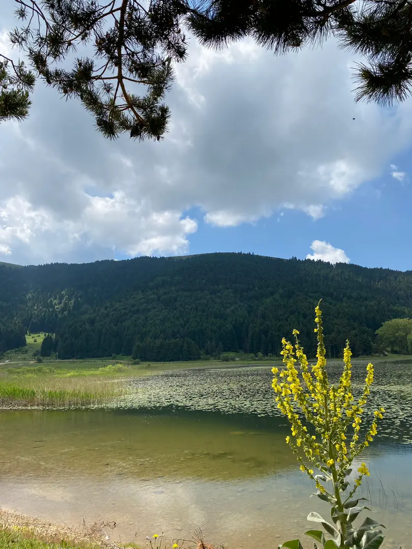 Beşpınarlar Tabiat Parkı — Bolu — küçük resim 7