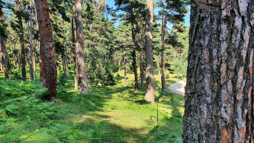 Beşpınarlar Tabiat Parkı — Bolu — küçük resim 4