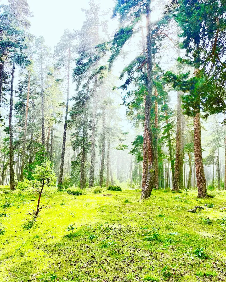 Beşpınarlar Tabiat Parkı — Bolu — küçük resim 5