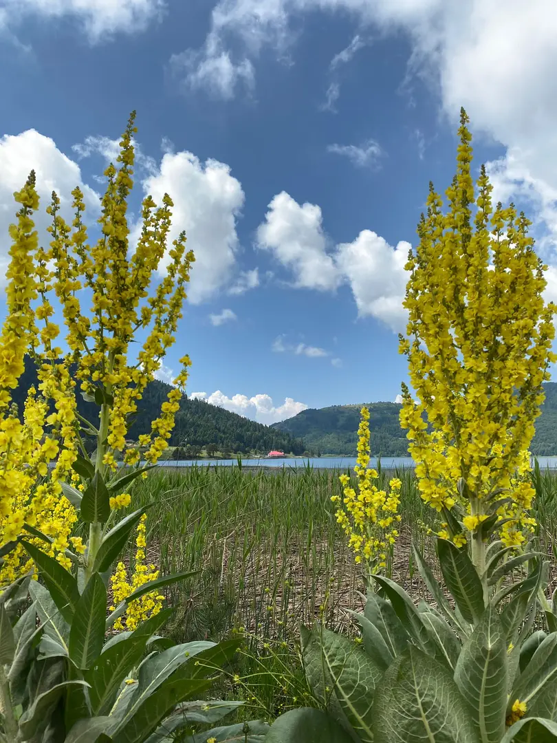 Beşpınarlar Tabiat Parkı — Bolu — küçük resim 9